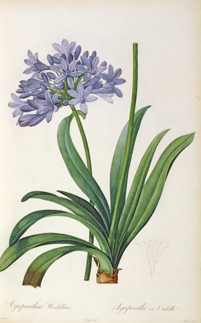 Agapanthus umbrellatus, uit 